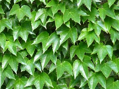 Gartenabfallsammlung Efeu