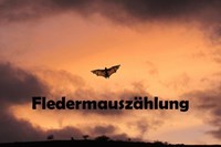 2020-05-22 Fledermauszählung Webseite.jpg