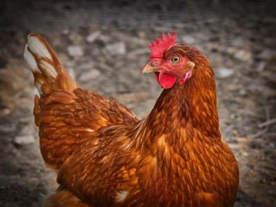 Geflügelpest Huhn.jpg