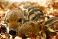 2021-10-12 Wildschweine nicht füttern.jpg