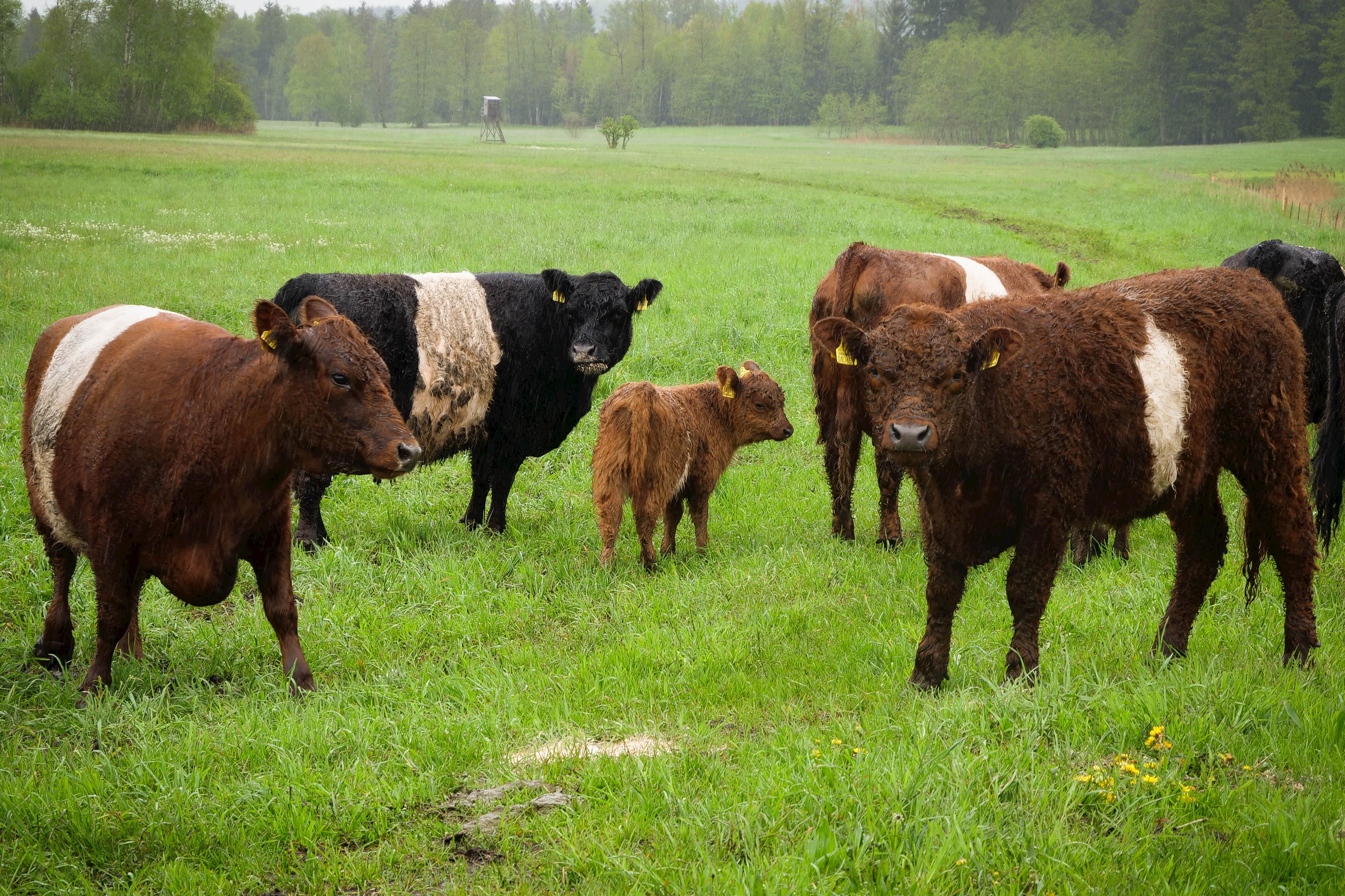 Neues Artenschutzprojekt des Landkreises - die Neuen im Brucker Moos