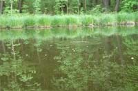 Waldteich /Beispielbild