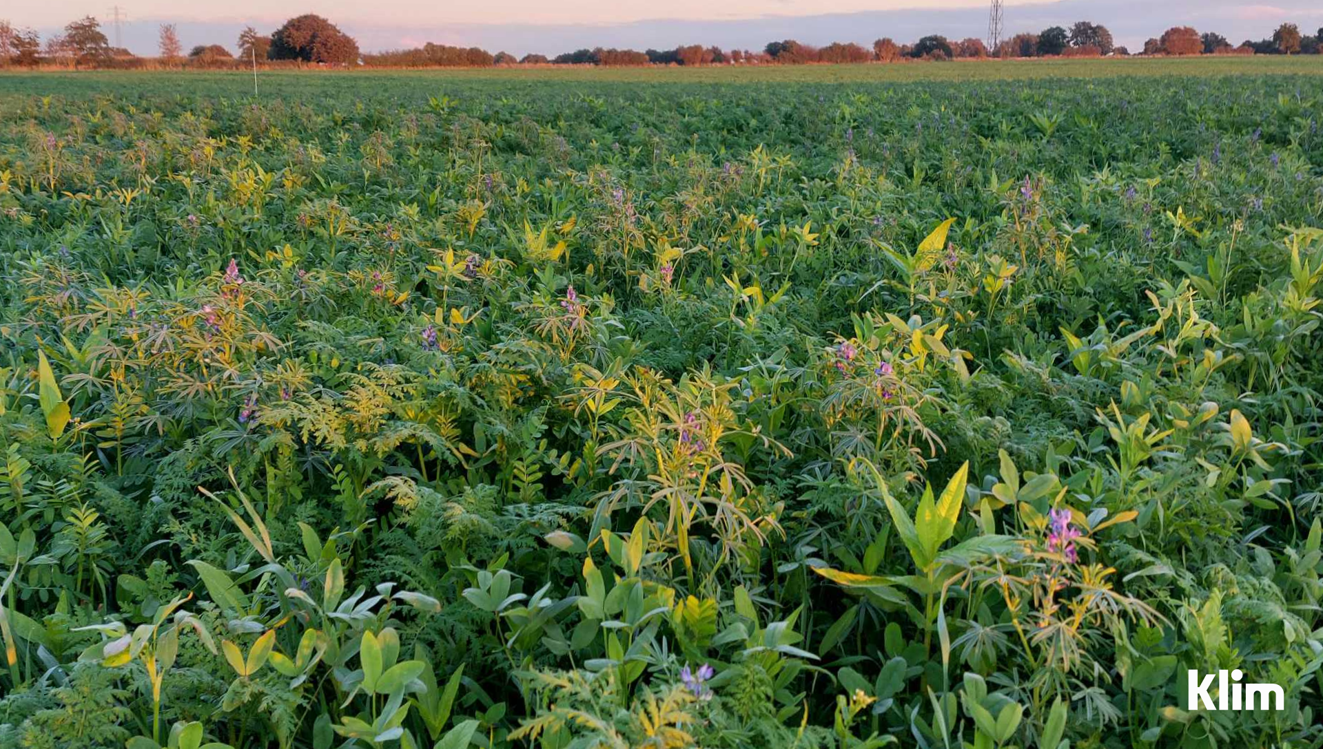 Aktion Zukunft+ Regenerative Landwirtschaft Klim