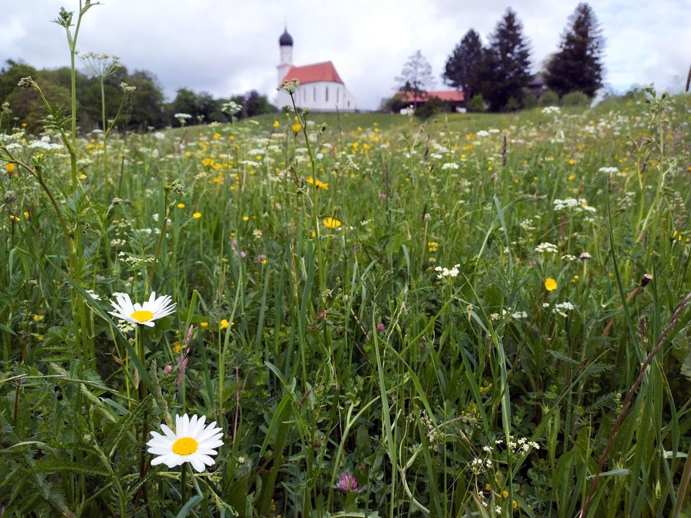 Flachland-Mähwiese 