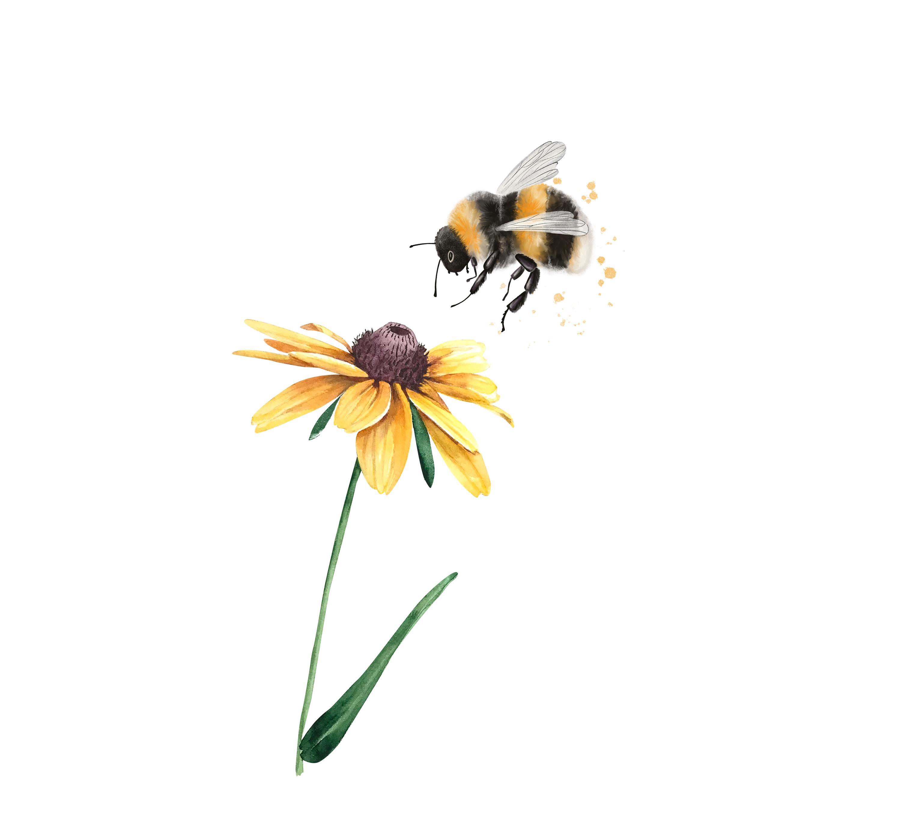 „Hummeln – Bienen im Pelz“: Ausstellung im Landratsamt Ebersberg