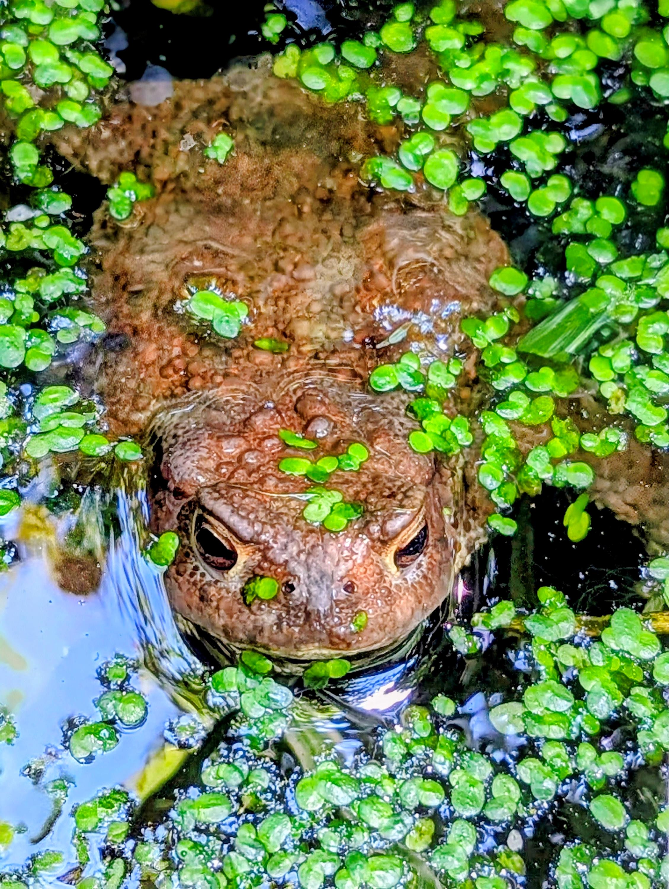 Petra Spanier: Frosch im Gartenteich