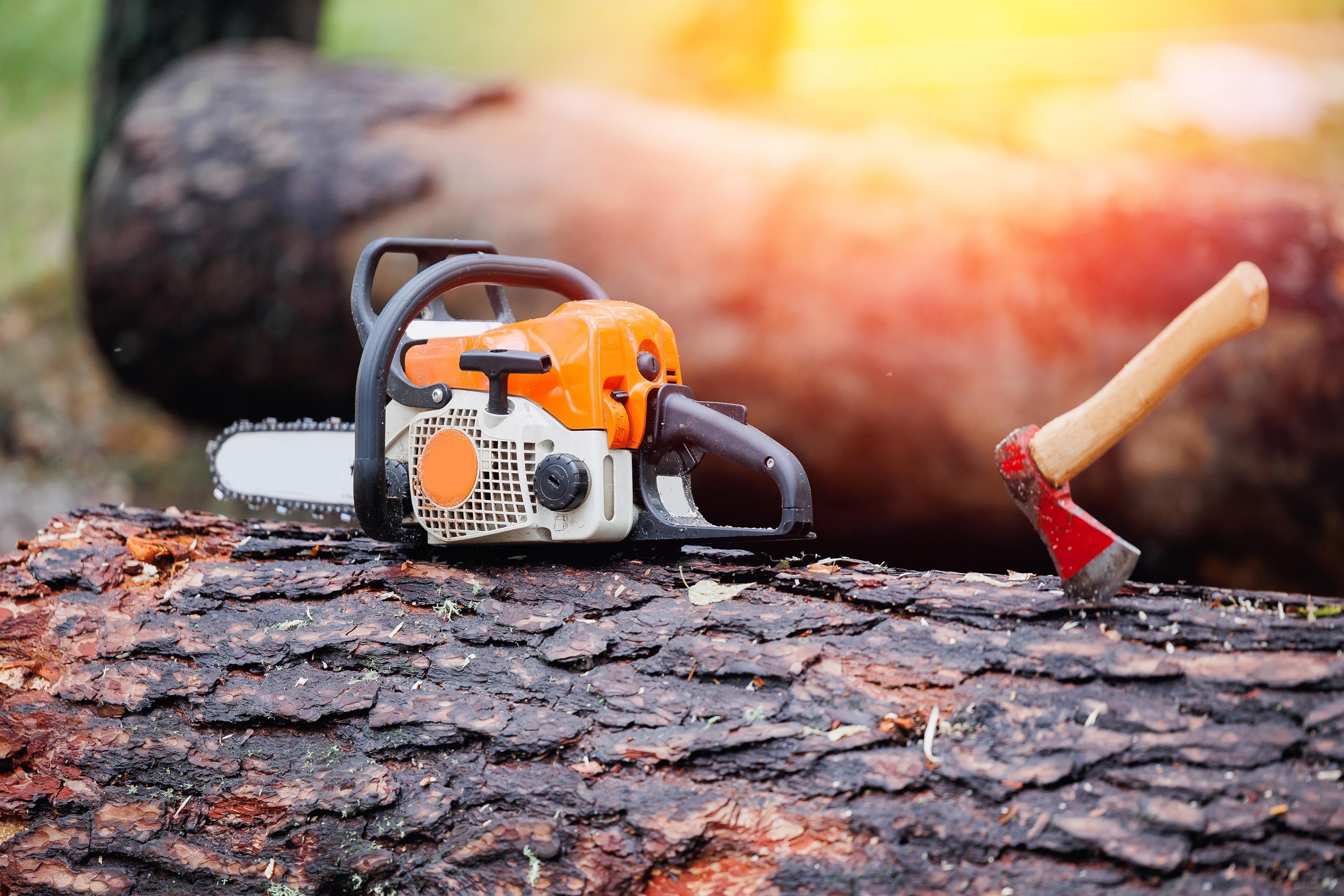 Baumfällarbeiten Baumfällarbeiten